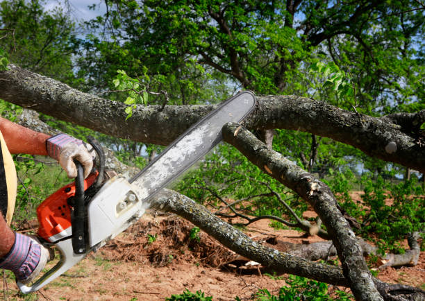 Best Tree Pruning Services  in Gatesville, TX